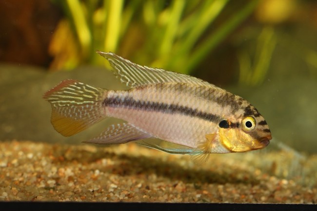 2016-04-11-Pelvicachromis subocellatus Moulondo-Male.jpg