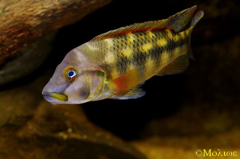 Orthochromis aff stormsi Kinshasa 2.jpg