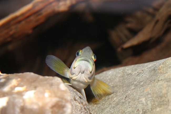 Orthochromis stormsi.jpg