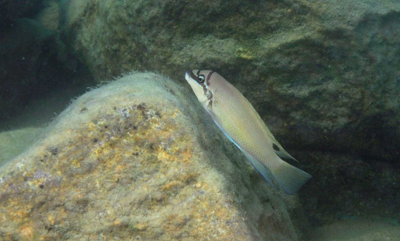 chalinochromis-brichardi-fp.jpg