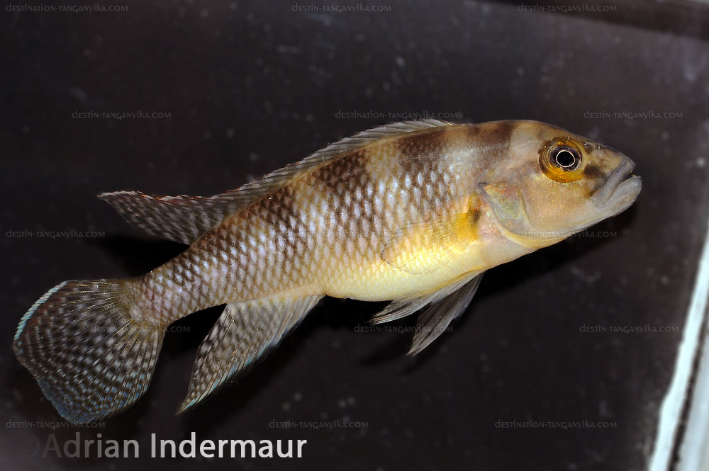 Neolamprologus devosi