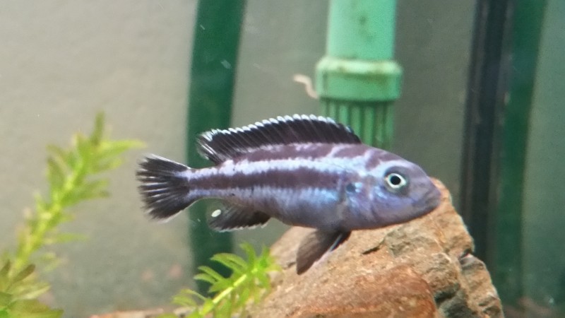 Melanochromis Johanni ou pseudotropheus cyaneorhabdos ???