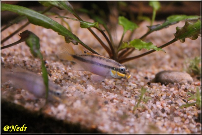 Femelle dominante filtrant le sable