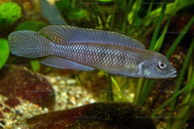 Lamprologus tigripictilis