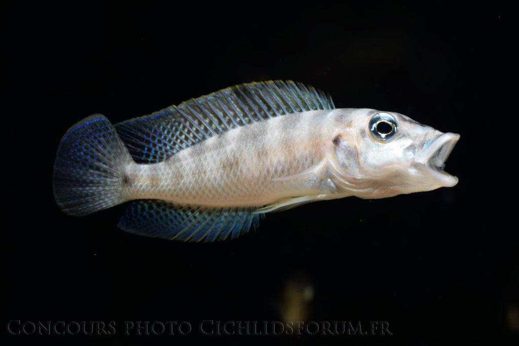 Altolamprologus-fasciatus.jpg