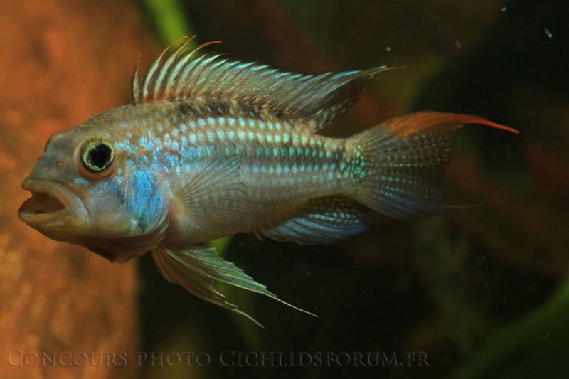 apistogramma-sp-cruzeiros.jpg