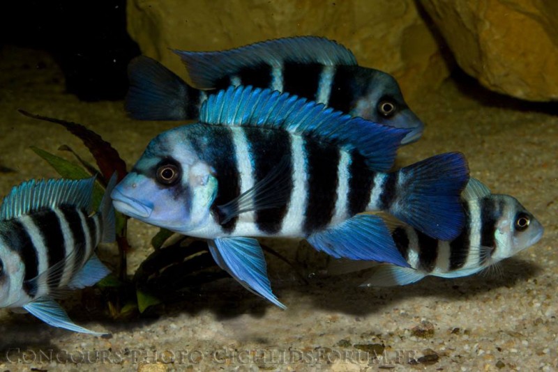 cyphotilapia-gibberosa.jpg