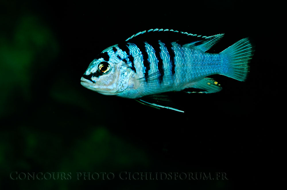 labidochromis-chisumulae.jpg