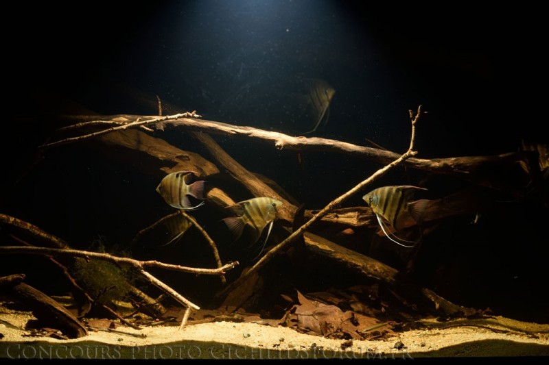 Pterophyllum-leopoldi-Rio-Demini.jpg