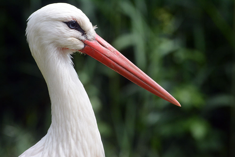 ciconia-ciconia-e.jpg