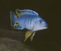 mâle small blue Nkhata Bay (Konings)