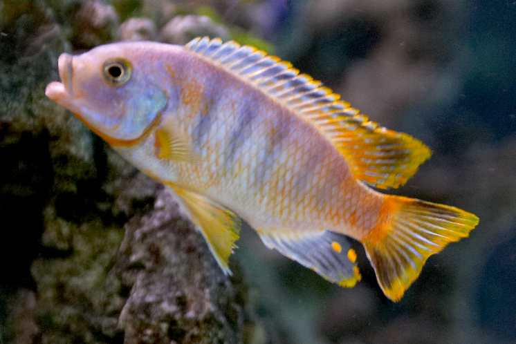 mon mâle (small blue:-) Nkhata Bay
