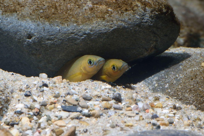 Neolamprologus leleupi &quot;Bulu point&quot;