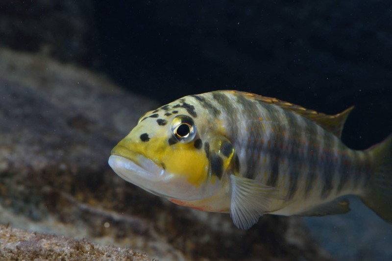 Ctenochromis horei