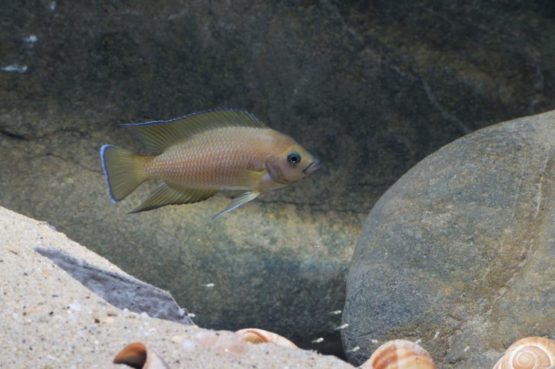 Variabilichromis moorii en garde d'alevins