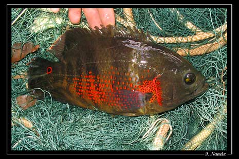 Astronotus cf. ocellatus &quot;marais de Kaw&quot; mâle