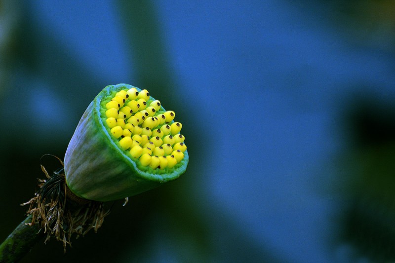 Lotus (fruit).