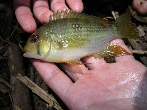 Krobia à oeil rouge des environs des marais de Kaw