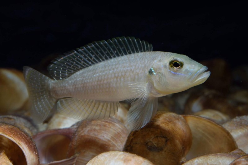 Neolamprologus callipterus