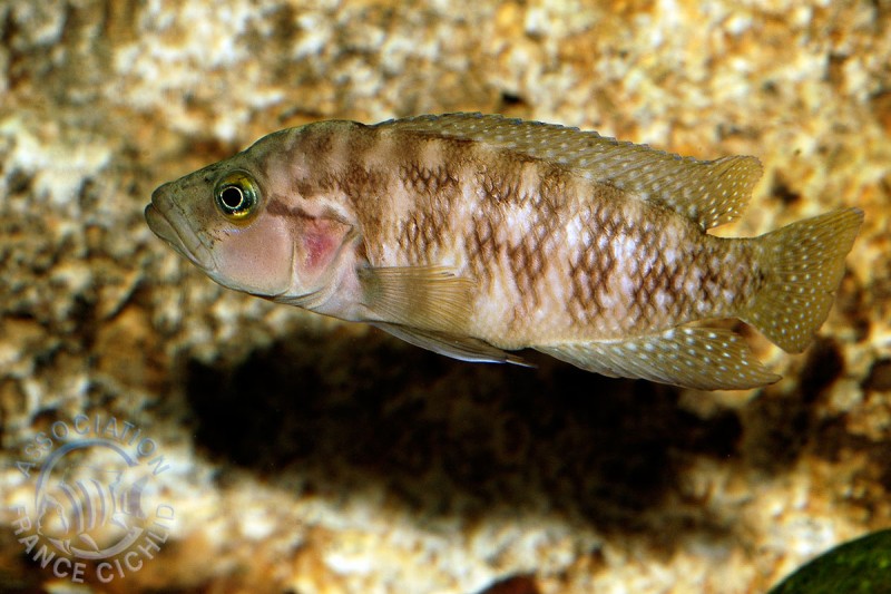 neolamprologus-obscurus-afc.1.jpg