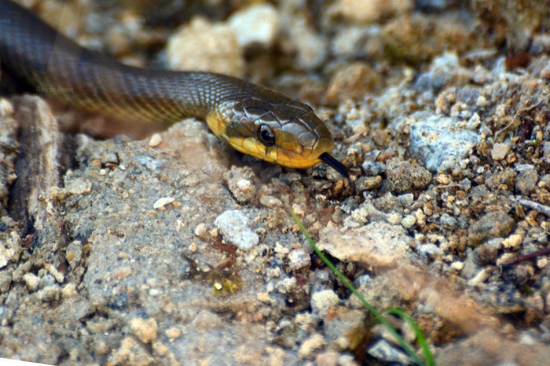 Couleuvre d'Esculape.