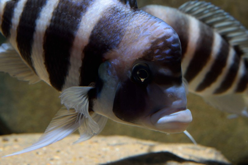 Cyphotilapia gibberosa &quot;Kipili&quot;