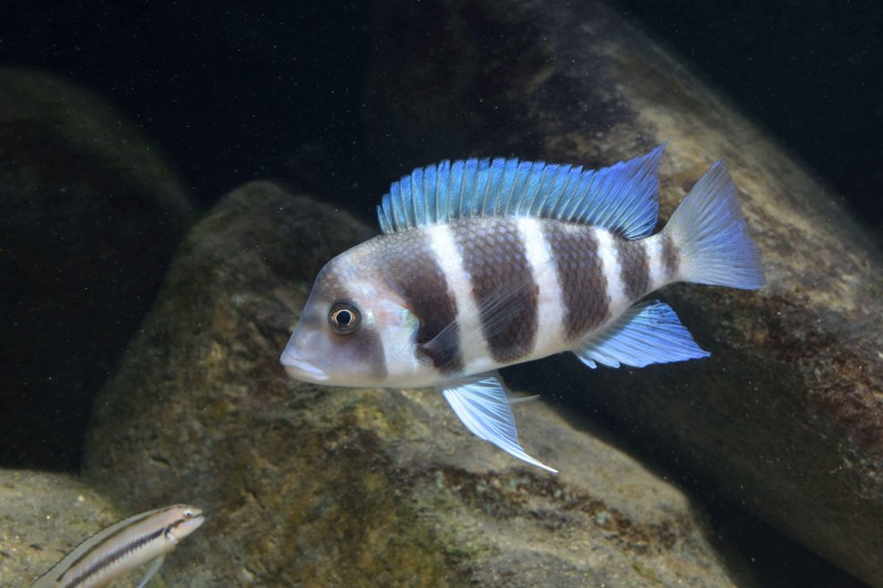 Cyphotilapia gibberosa &quot;Kipili&quot; (Femelle)