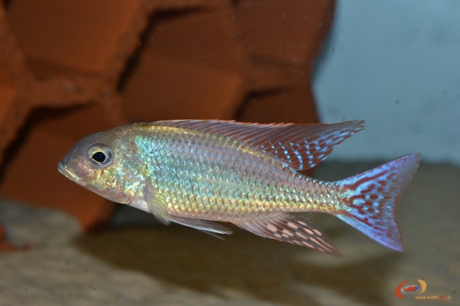 Lethrinops marginatus Matema