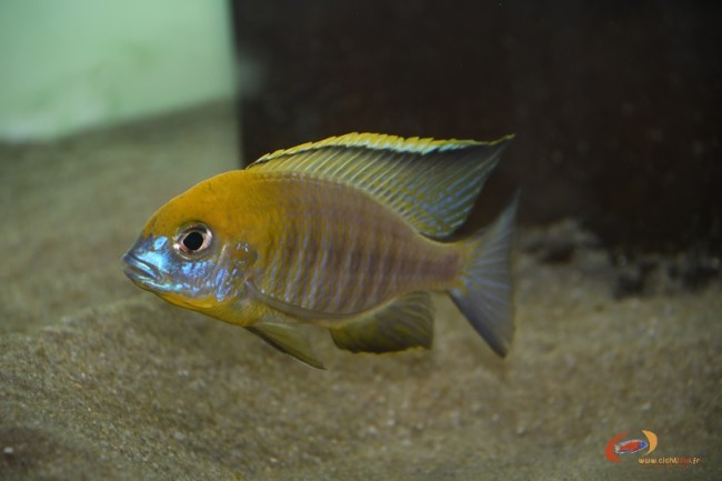 Lethrinops sp. 'yellow collar' Harbour Bay