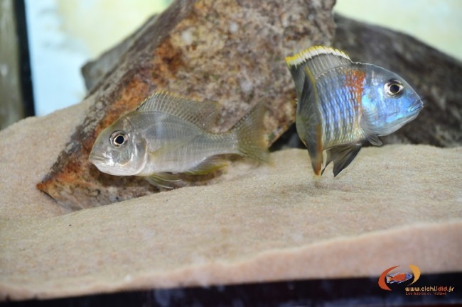 Lethrinops sp. 'mbasi' Mbasi Creek