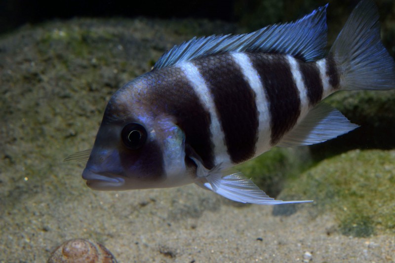 Cyphotilapia gibberosa &quot;Kipili&quot;