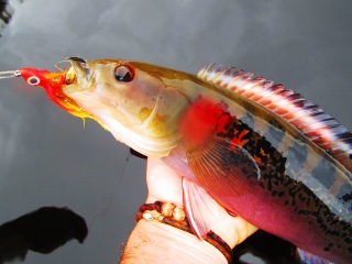 blog_Feb_12_2013_3+A+Jacunda+fly+fishing+in+the+Amazon.jpg