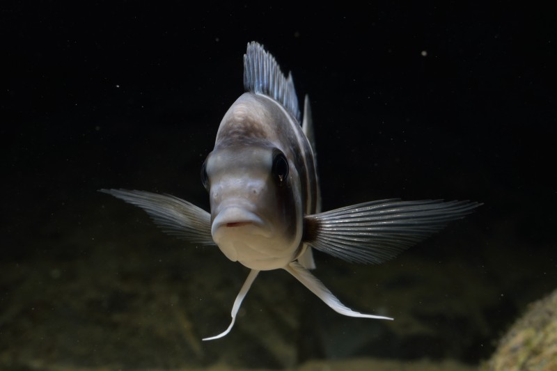 Cyphotilapia gibberosa &quot;Kipili&quot;