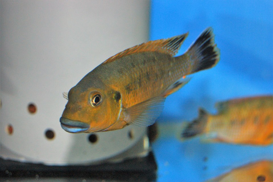 Pseudotropheus williamsi Makonde.jpg