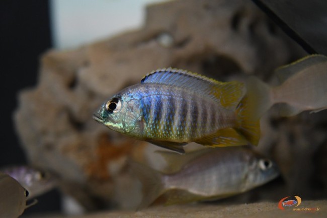 Placidochromis sp. 'jalo' Jalo Reef (jeune mâle)