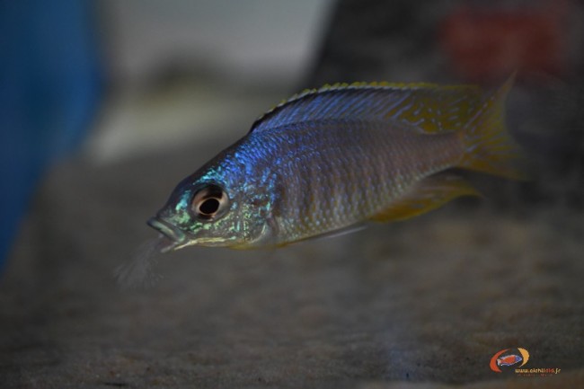 Placidochromis sp. 'jalo' Jalo Reef (jeune mâle)