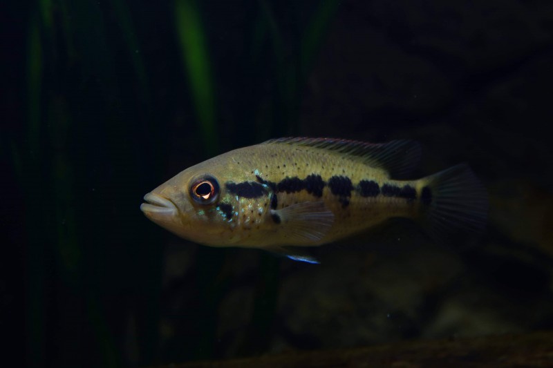 Parachromis dovii