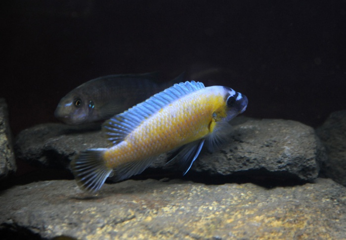 Labeotropheus trewavasae Katale Reef (couple).jpeg