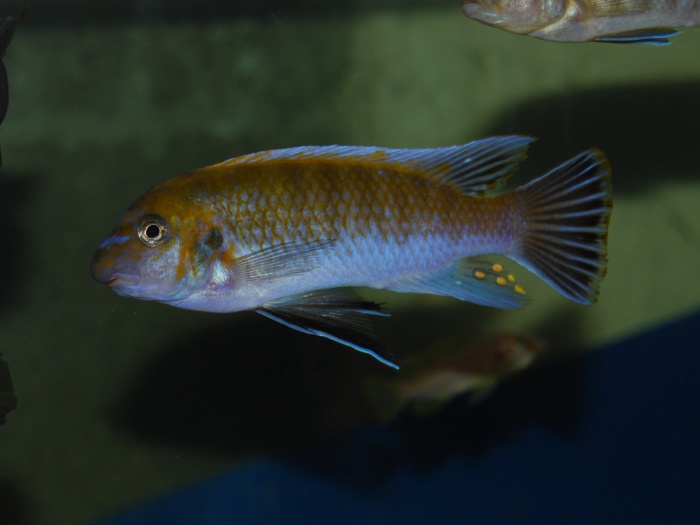 Labeotropheus trewavasae Chirwa Island (Mâle).jpeg