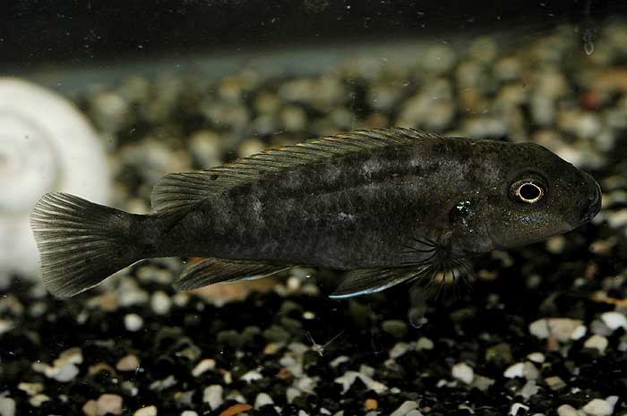 genyochromis-mento.jpg