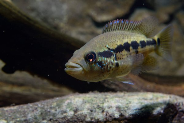 Parachromis dovii