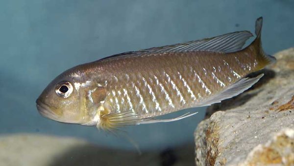 triglachromis-otostigma-b.jpg