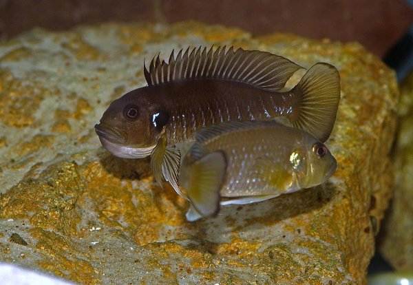 triglachromis-incubation4.jpg