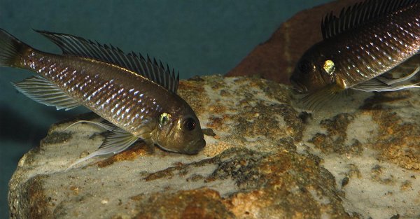 triglachromis-incub-oeufs.jpg