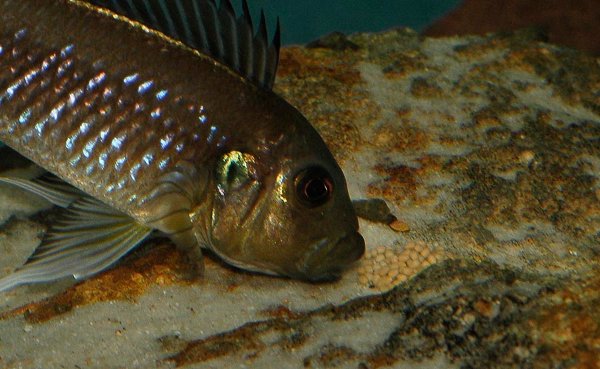 triglachromis-incub-oeufs1.jpg