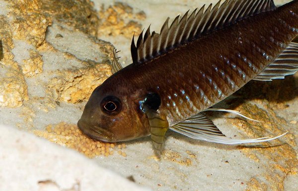 triglachromis-incub-oeufs2.jpg