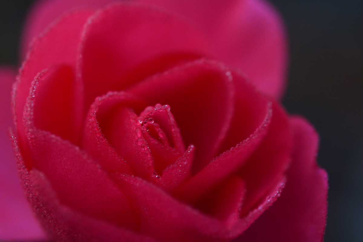 Rose d'hiver.