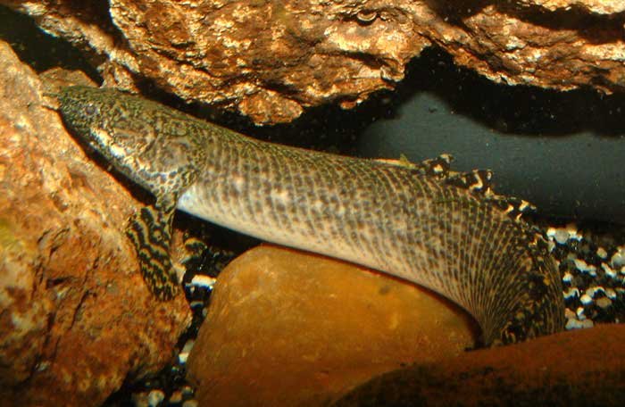 polypterus-ornatipinnis.jpg