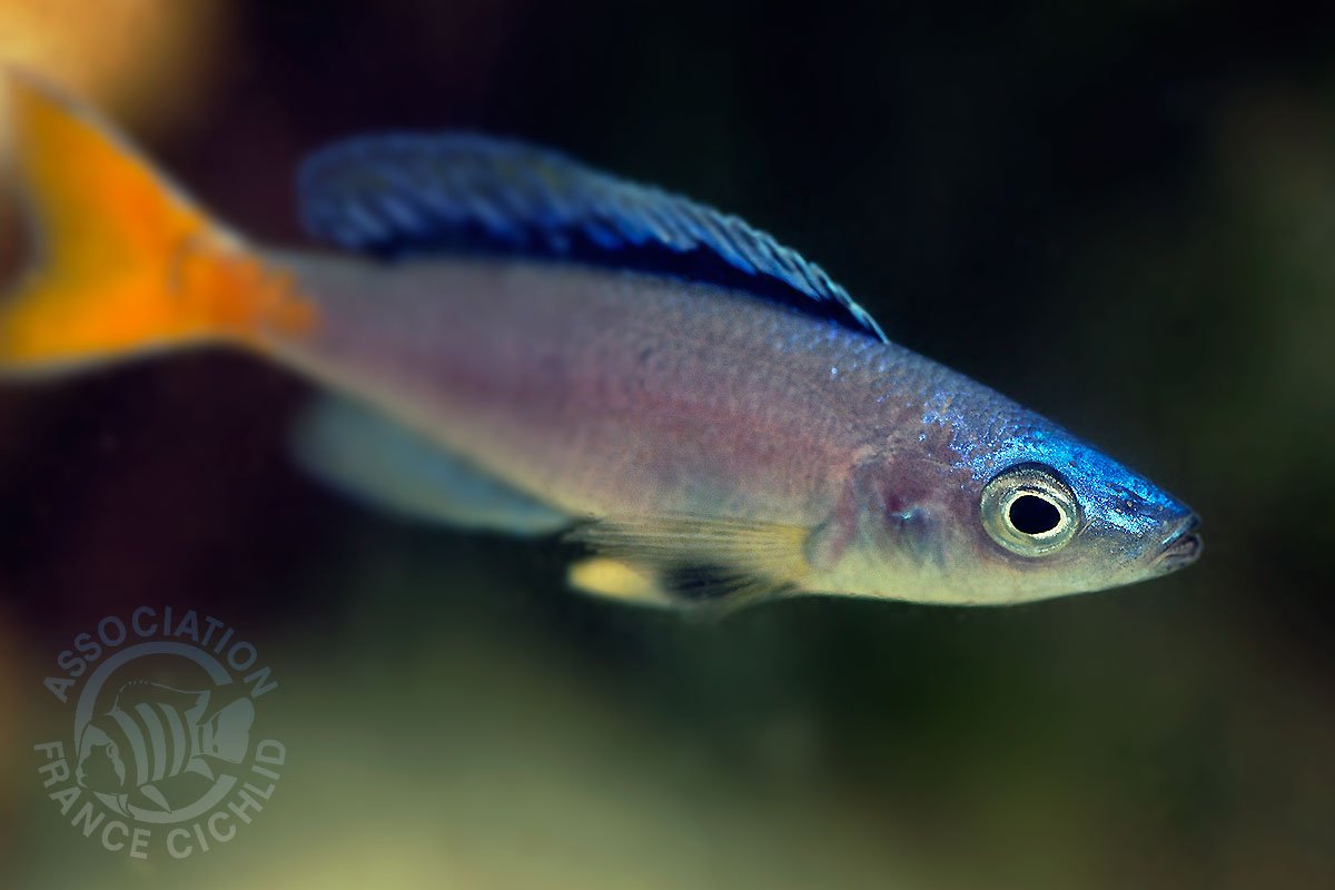 cyprichromis-leptosoma-isanga-afc.jpg